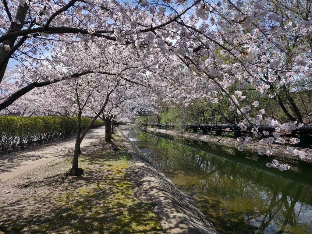Viewing cherry blossoms long the Akron towpath trail