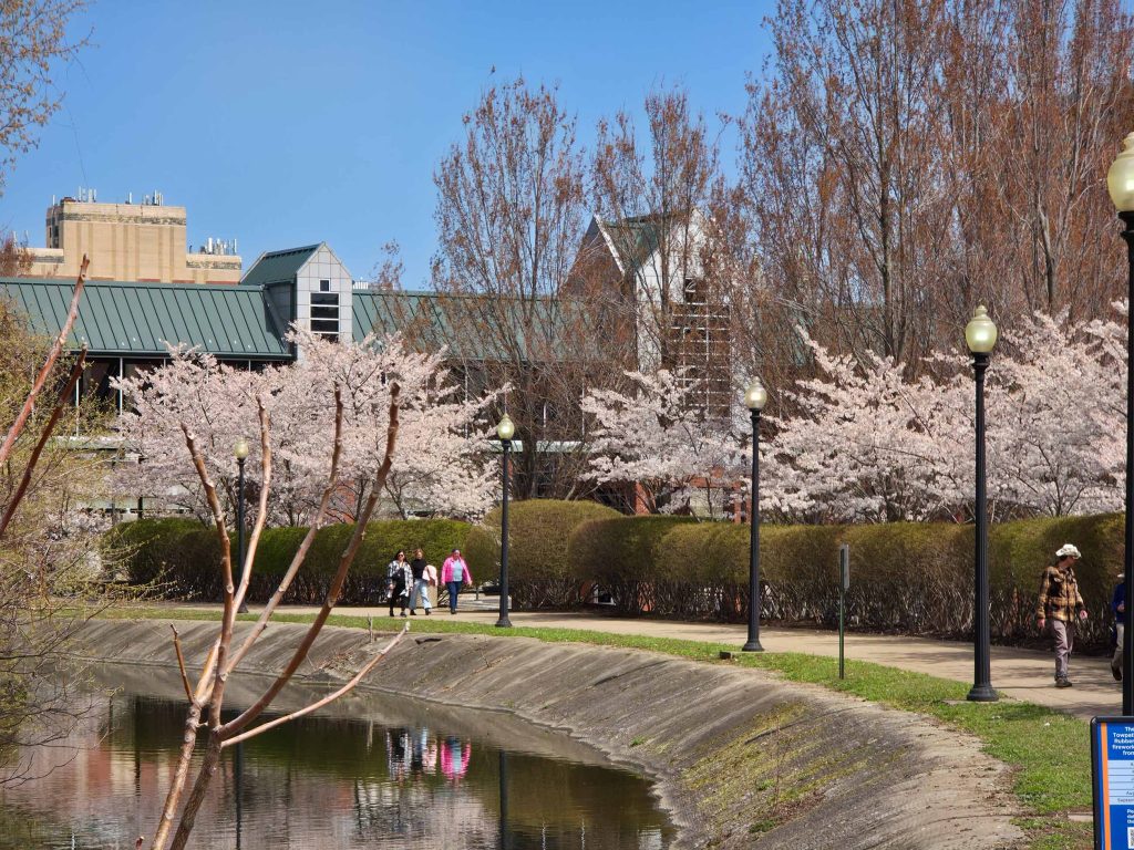 A benefit of lake erie cherry blossom viewing is taking a great stroll on the Towpath trail